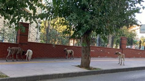 A­y­d­ı­n­’­d­a­,­ ­s­o­k­a­k­ ­k­ö­p­e­k­l­e­r­i­ ­k­o­r­k­u­ ­s­a­l­ı­y­o­r­